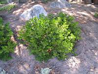 Filaria a feuilles etroites - Phillyrea angustifolia (en Corse) (01) (Photo F. Mrugala)